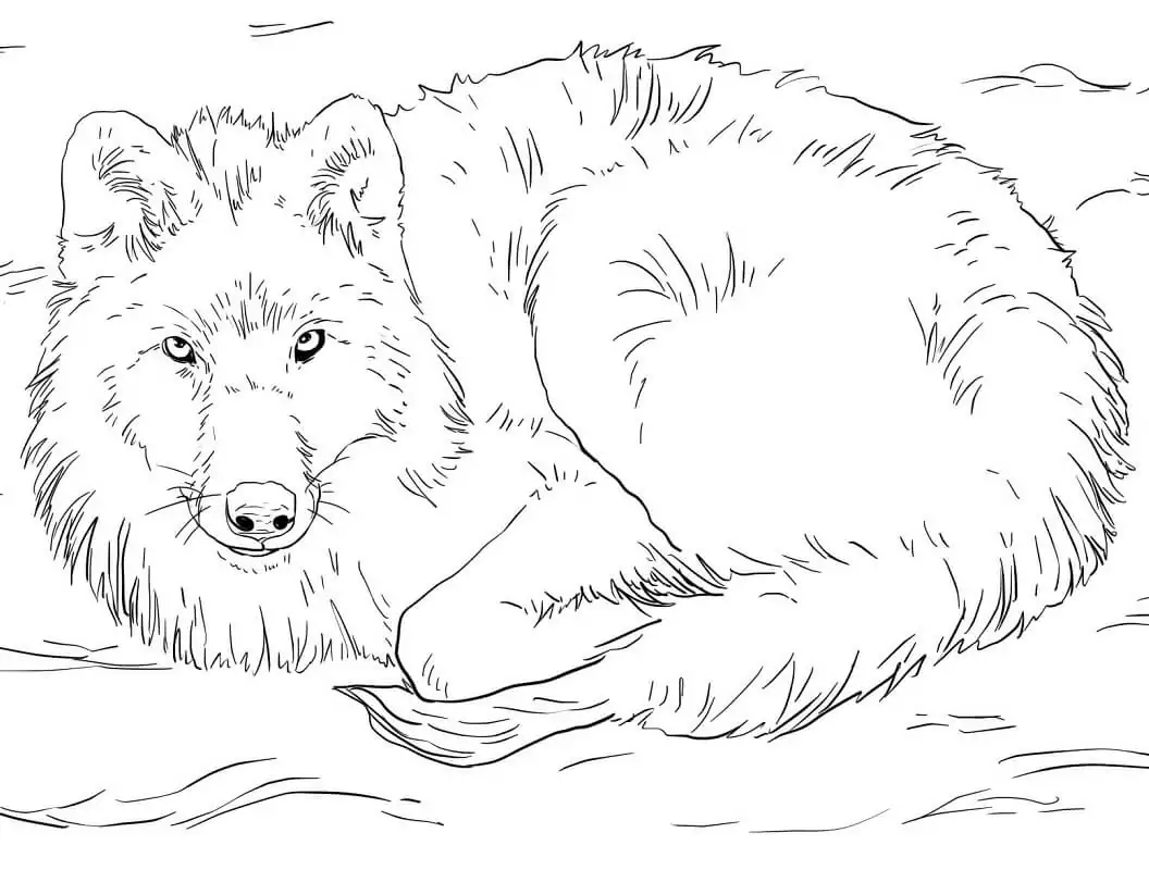 Arktischer Wolf liegt auf Schnee
