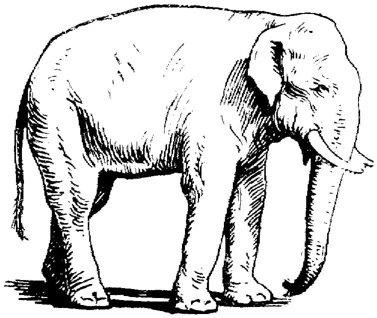 Asiatischer Elefant