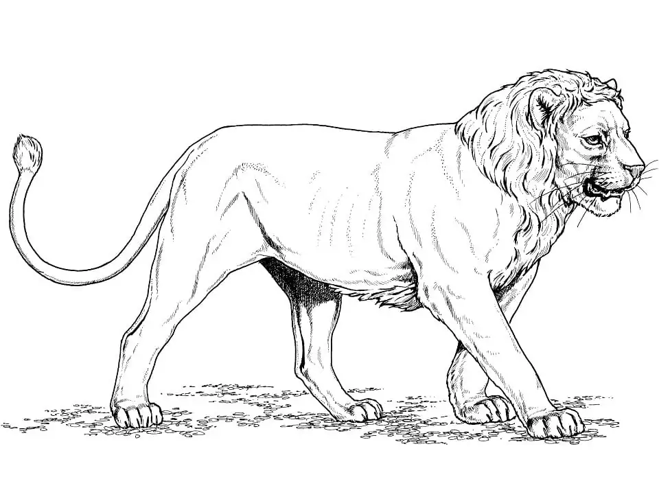 Asian Lion
