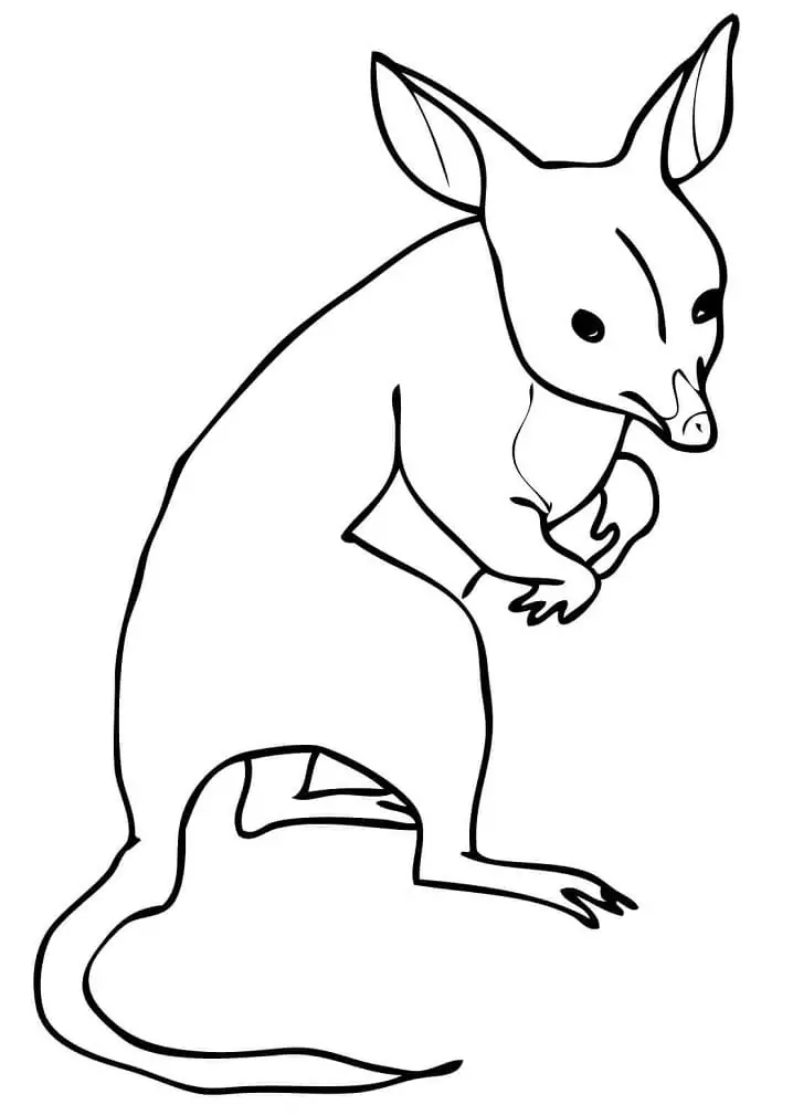 Australia Bandicoot