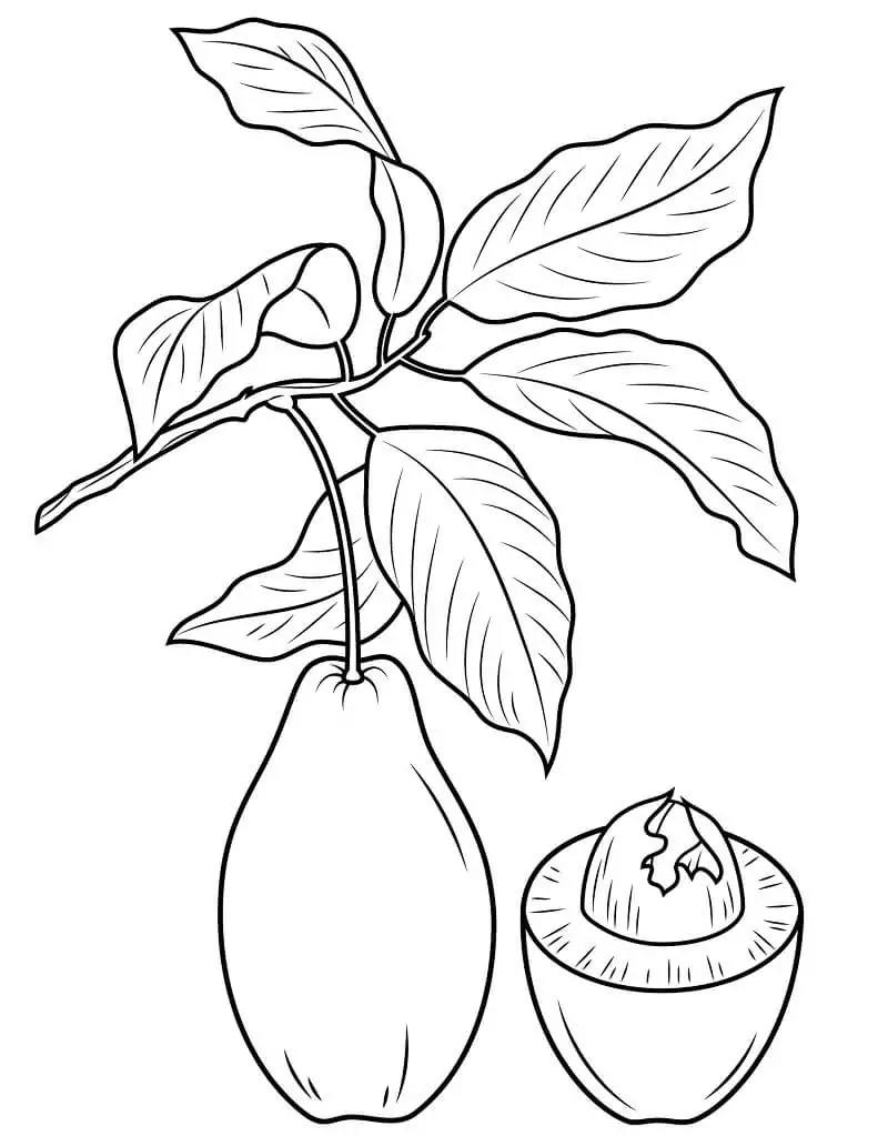 Half of Avocado 1 Coloring Page - Free Printable Coloring Pages for Kids
