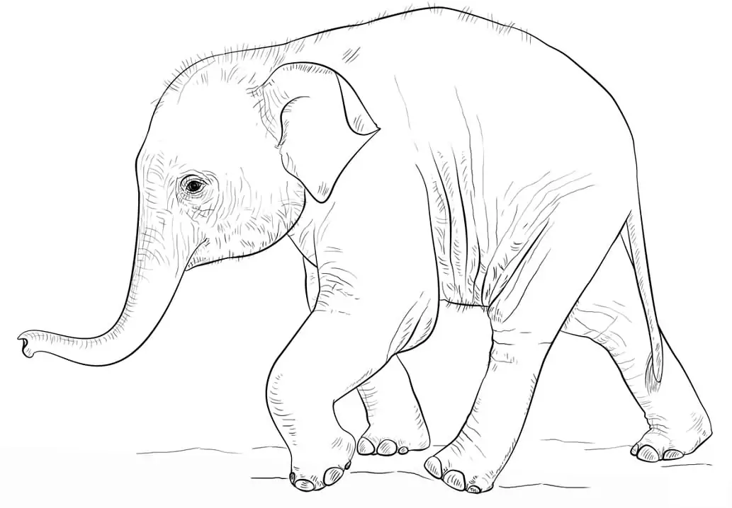 Baby-Elefant geht