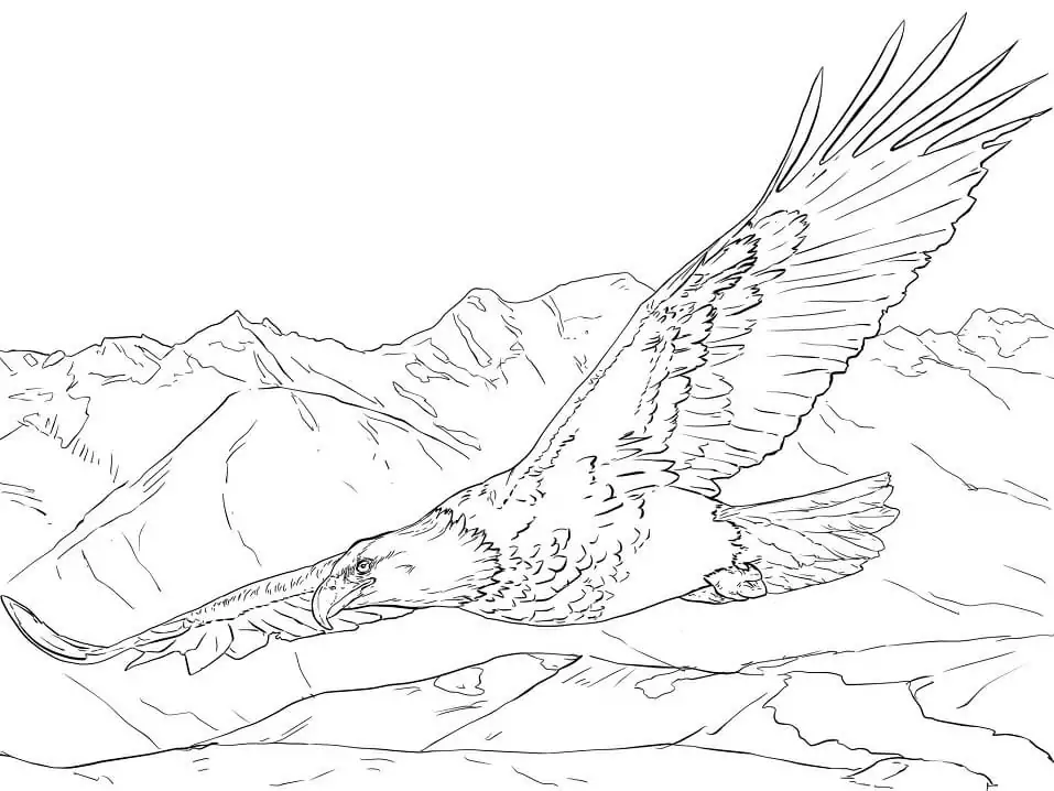 Weißkopfseeadler im Höhenflug