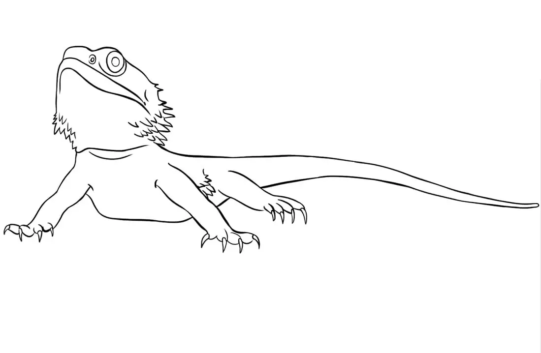 Bearded Dragon Coloring Page