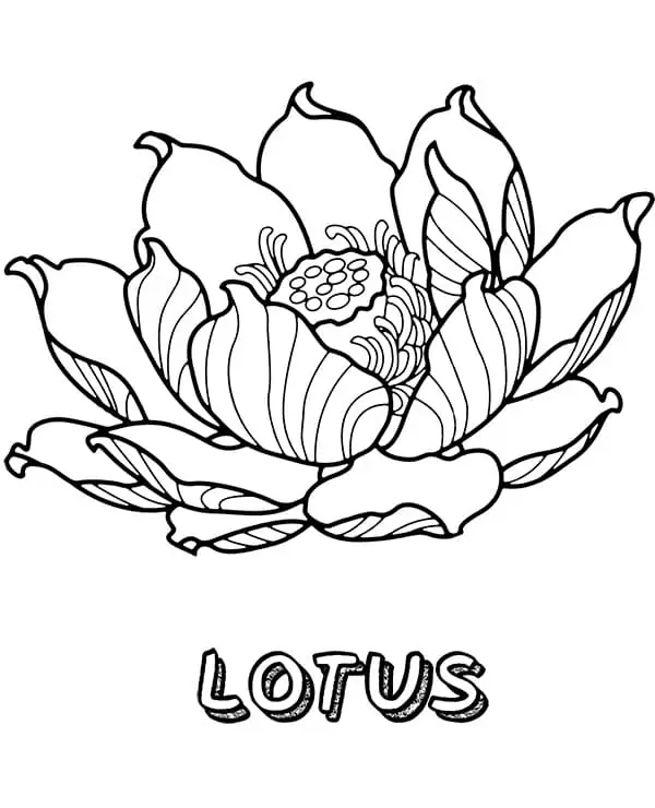 Schöne Lotusblume