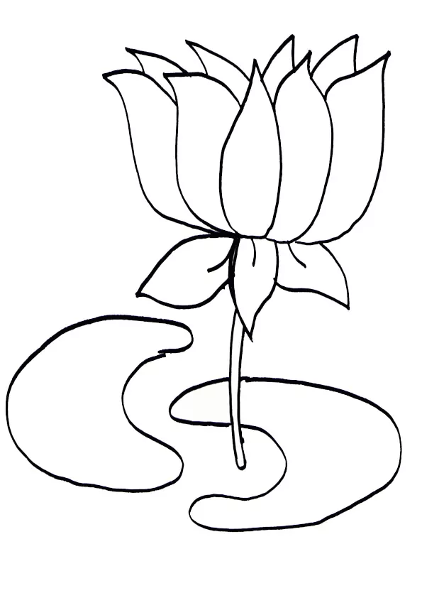 Schöner Lotus