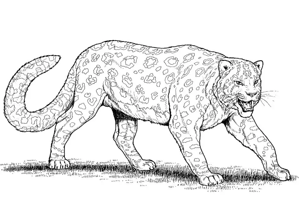 Big Leopard