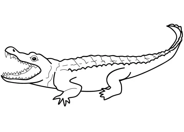 Großmaul-Alligator