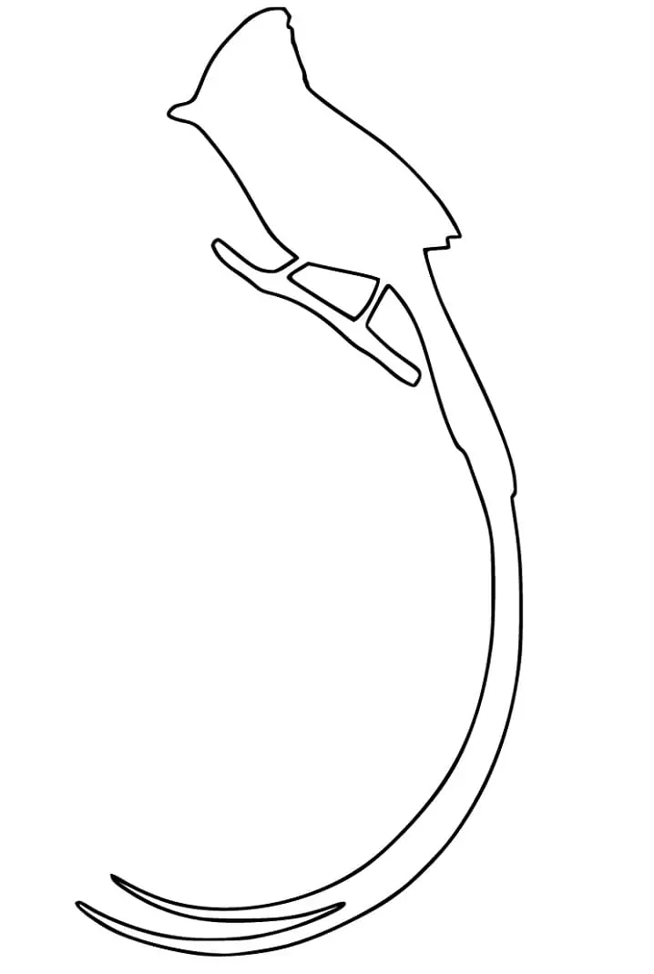 Bird of Paradise Outline