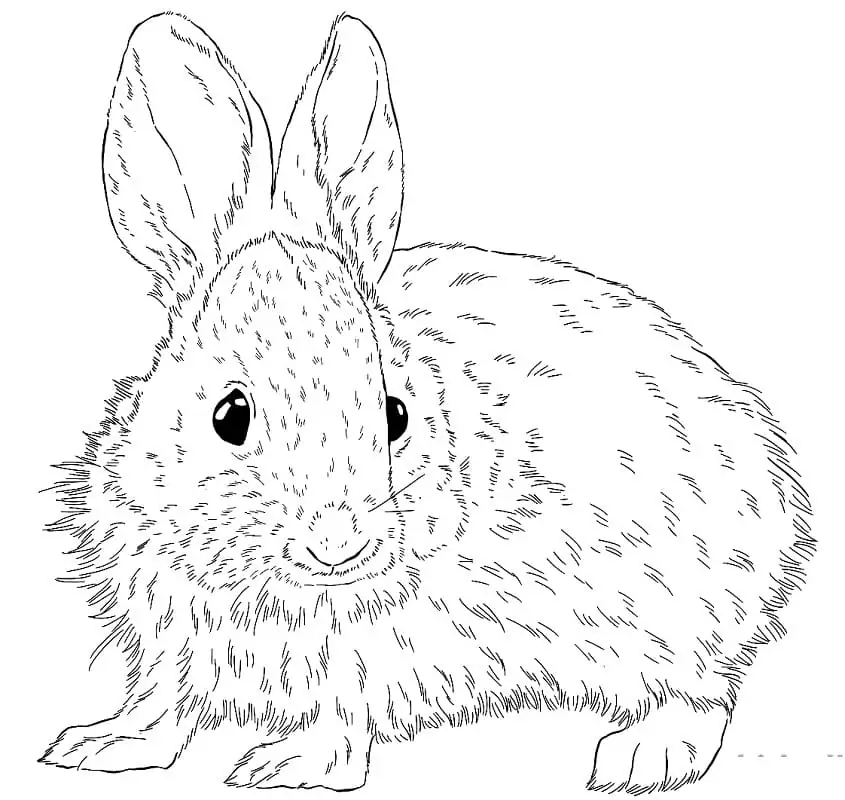 Brush Rabbit