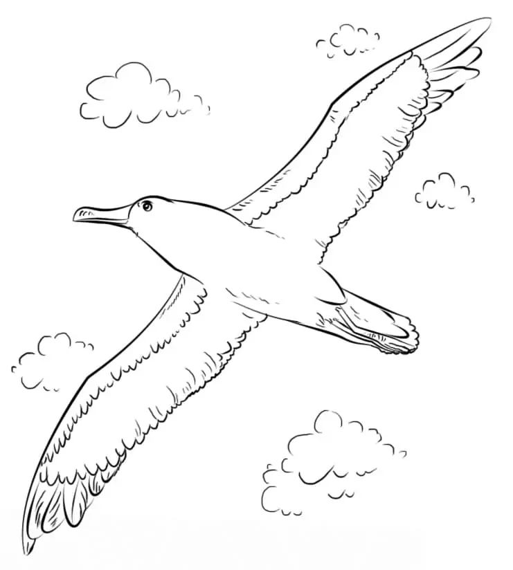 Buller's Albatross Flying