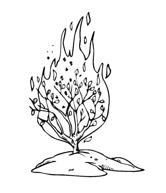 Burning Bush 10