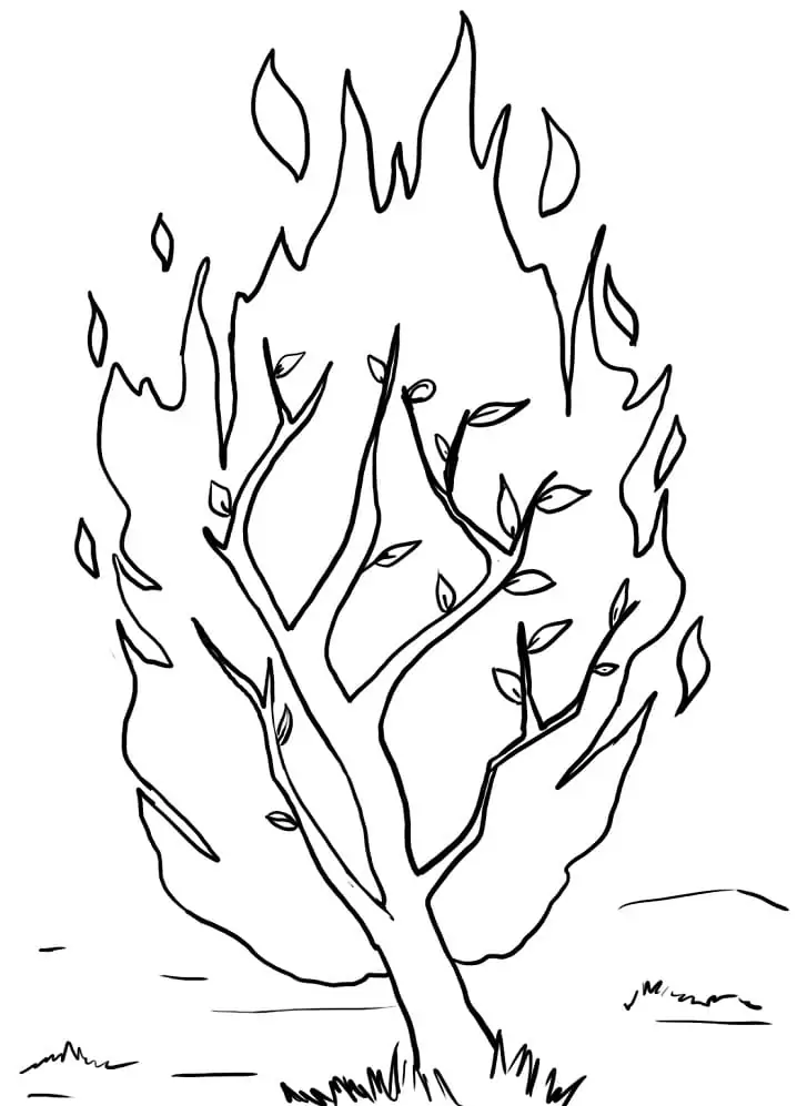 Burning Bush 11