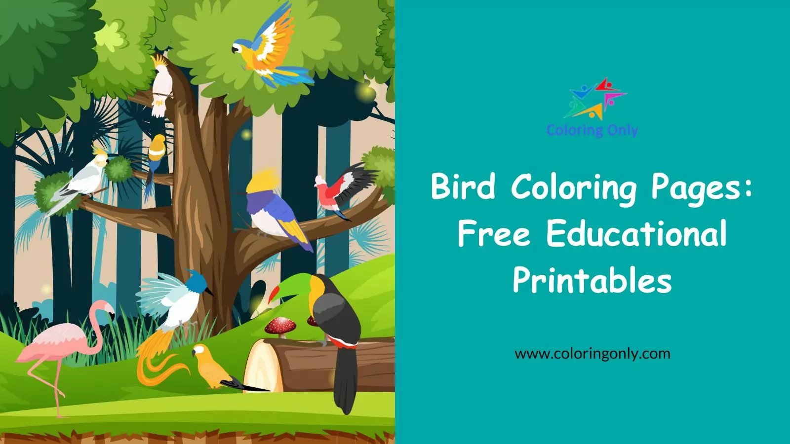 Bird Coloring Pages: Free Educational Printables