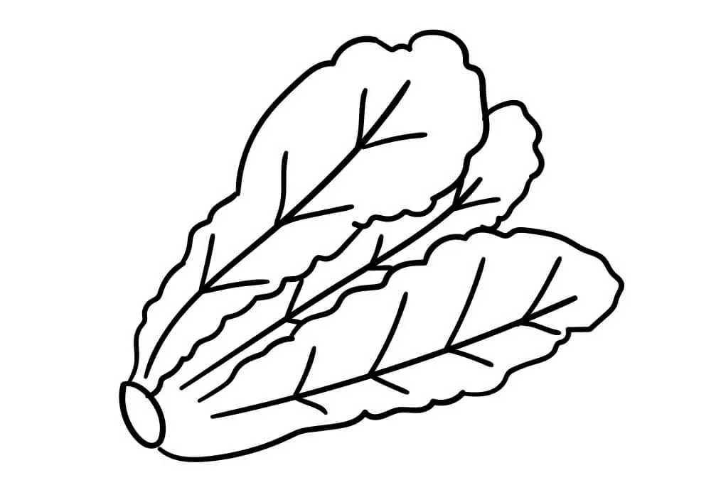Cabbage Malvorlagen - Kostenlose druckbare Malvorlagen für Kinder