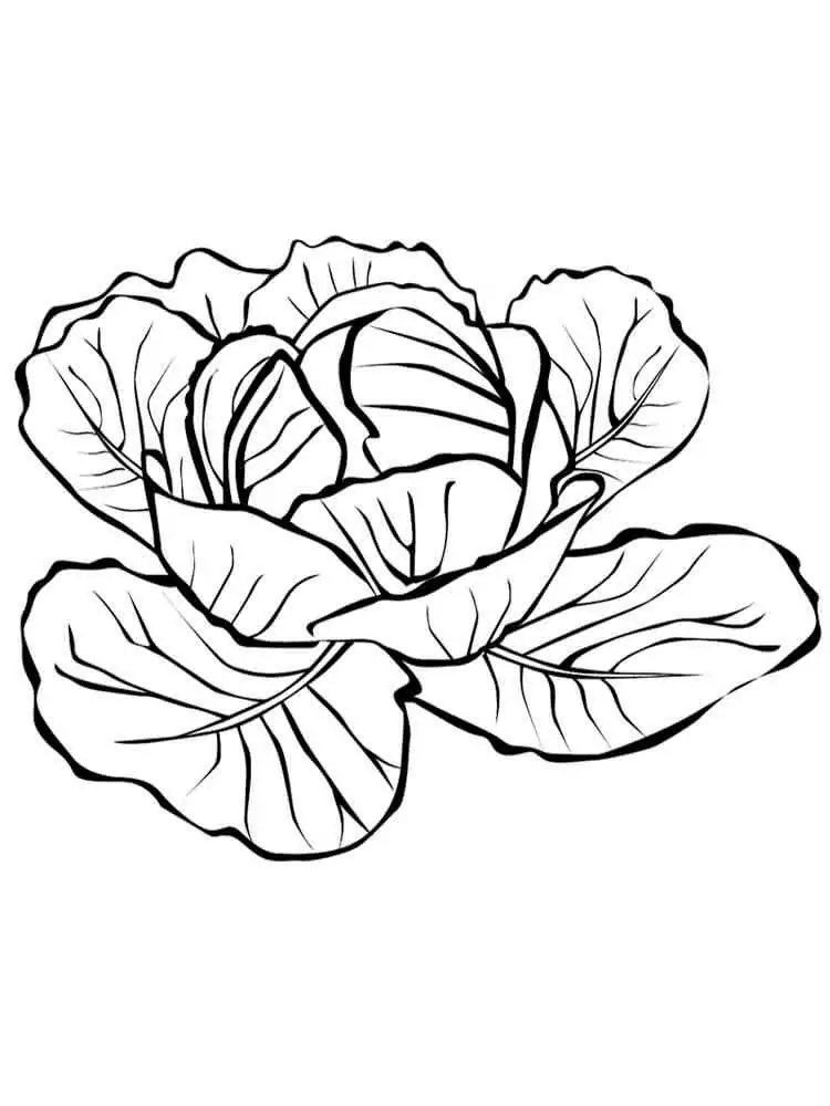 Cabbage 3