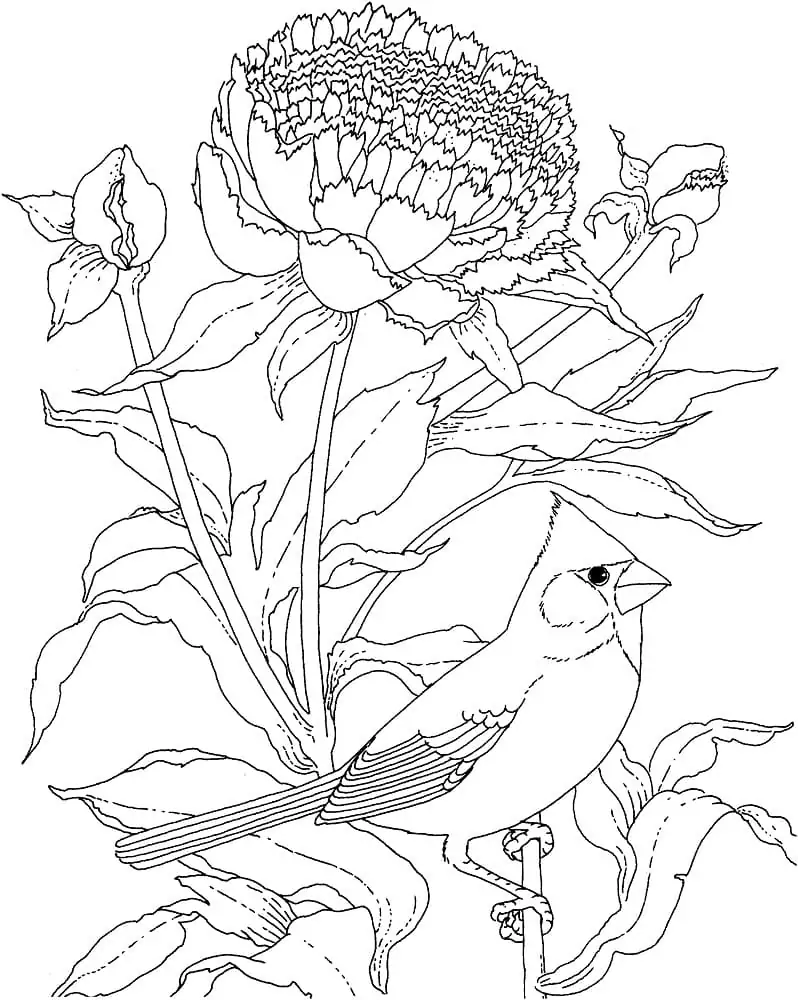 Cardinal and Flower