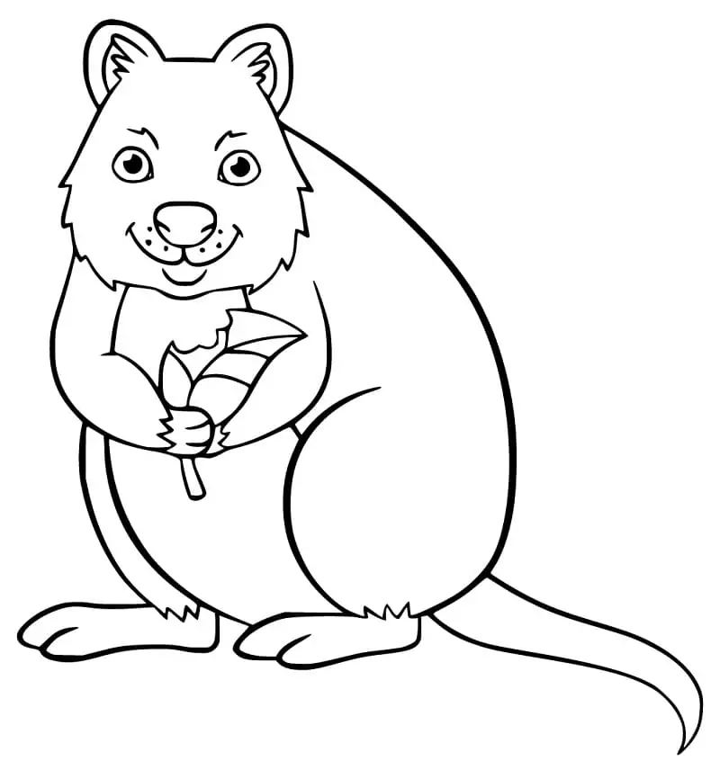 Cartoon Quokka