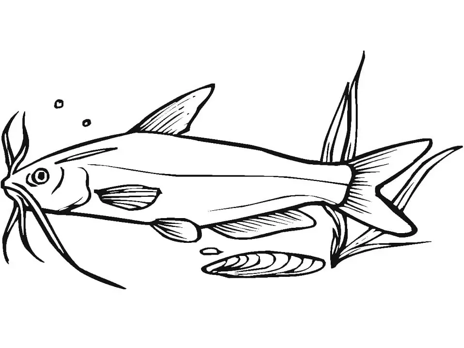 Blue Catfish Coloring Page - Free Printable Coloring Pages for Kids