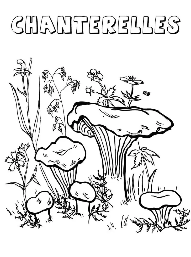 Chanterelles Mushrooms