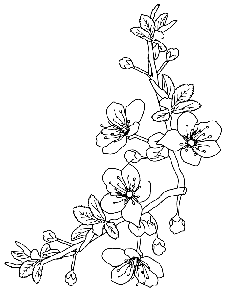 Cherry Blossom coloring page-09