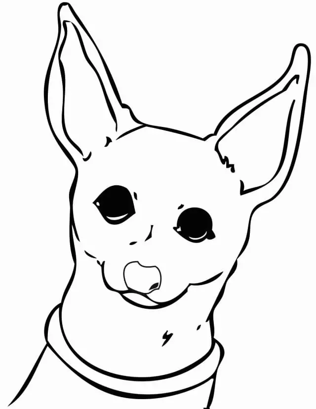Chihuahua Face