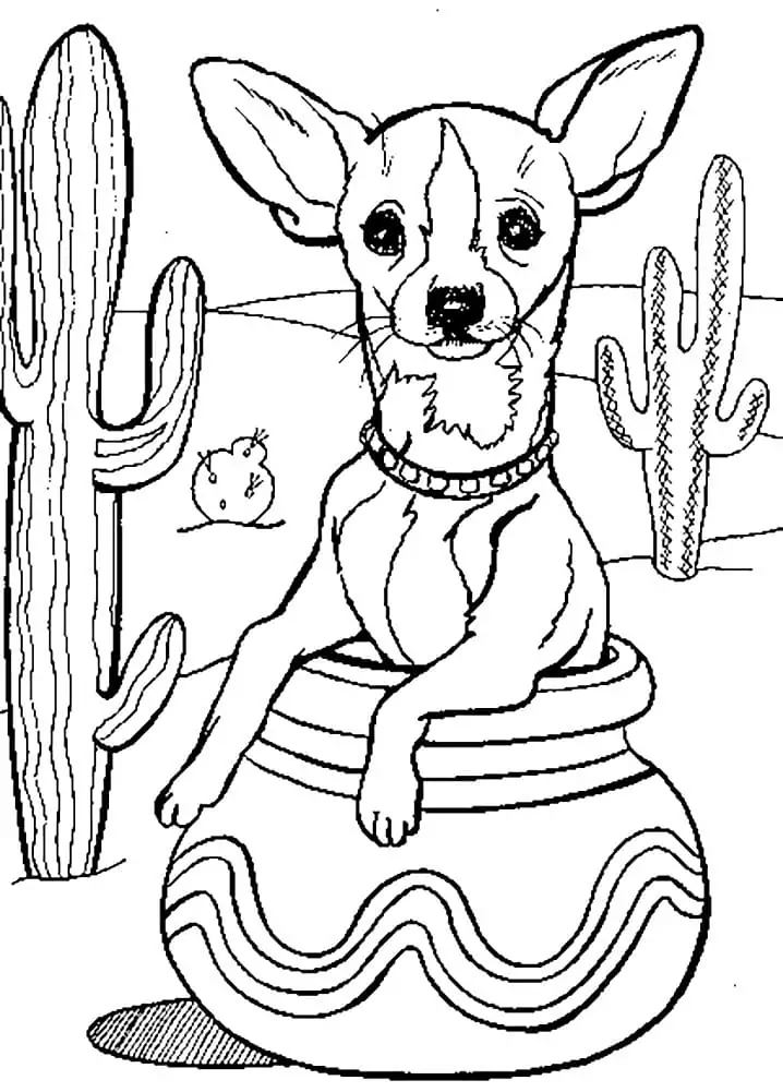 Chihuahua in Desert