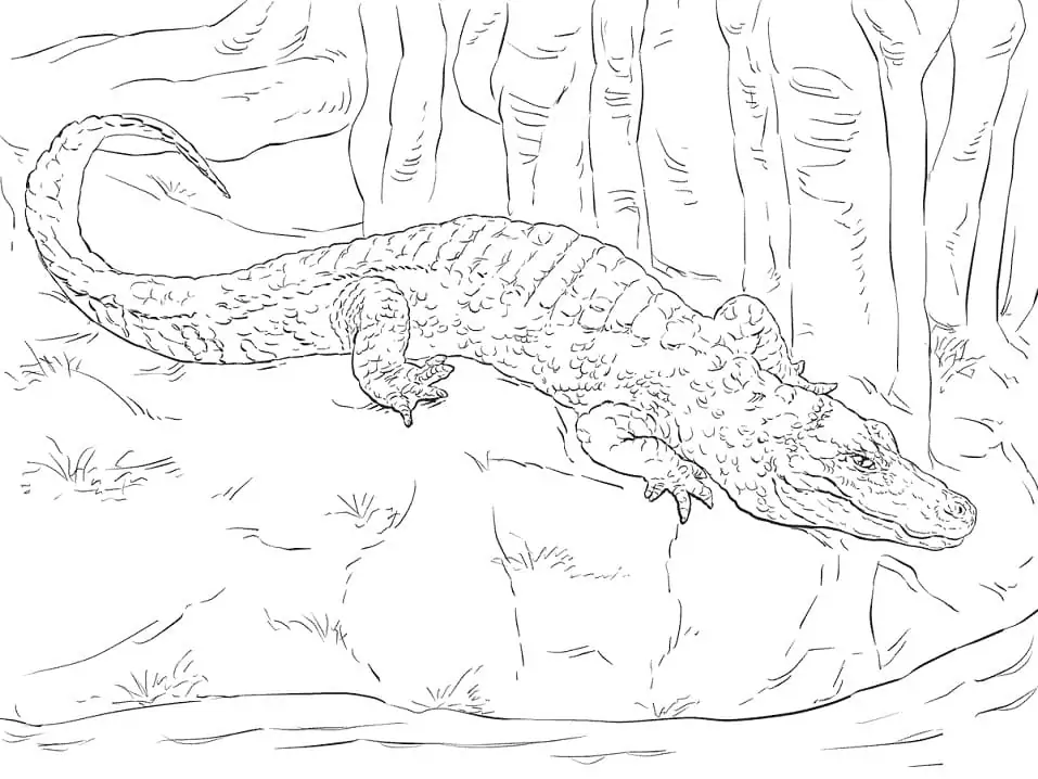 Chinesischer Alligator