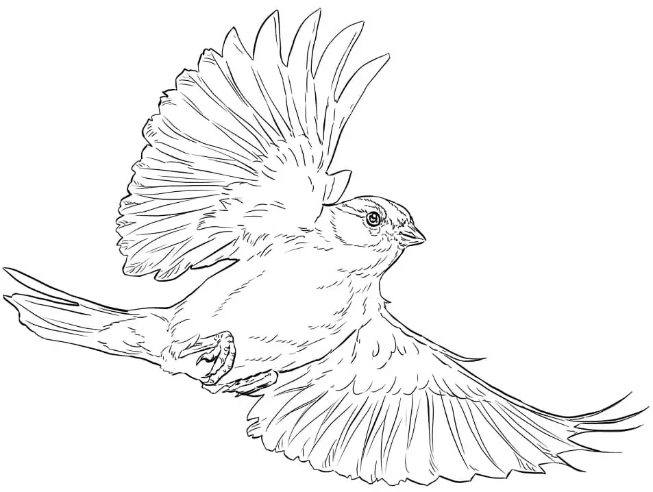 Sparrow - Coloring Pages
