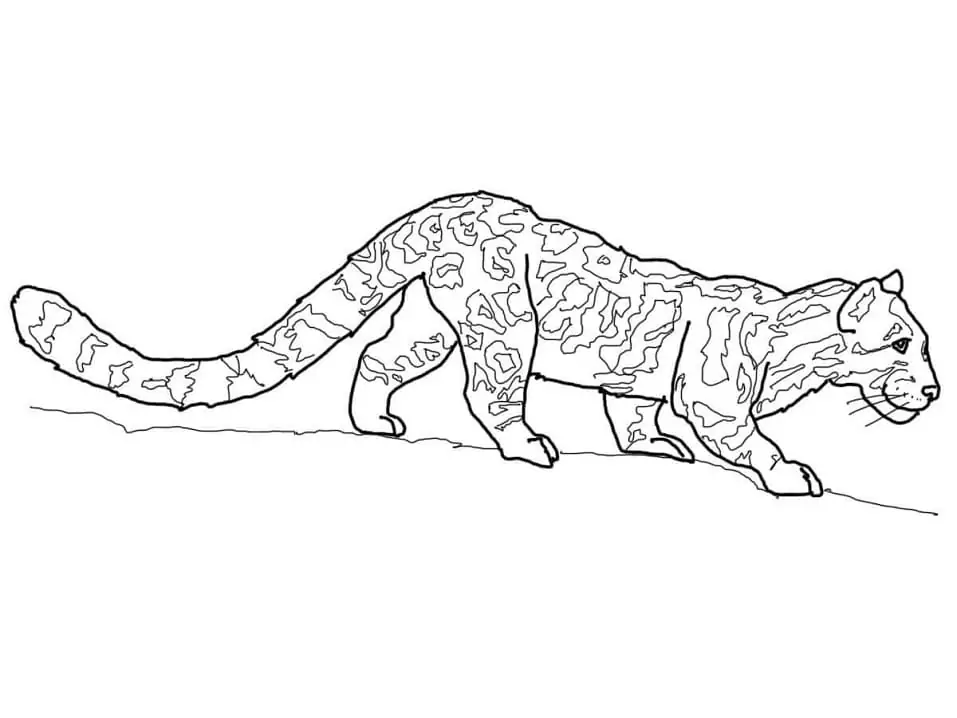 Clouded Leopard Coloring Page - Free Printable Coloring Pages for Kids