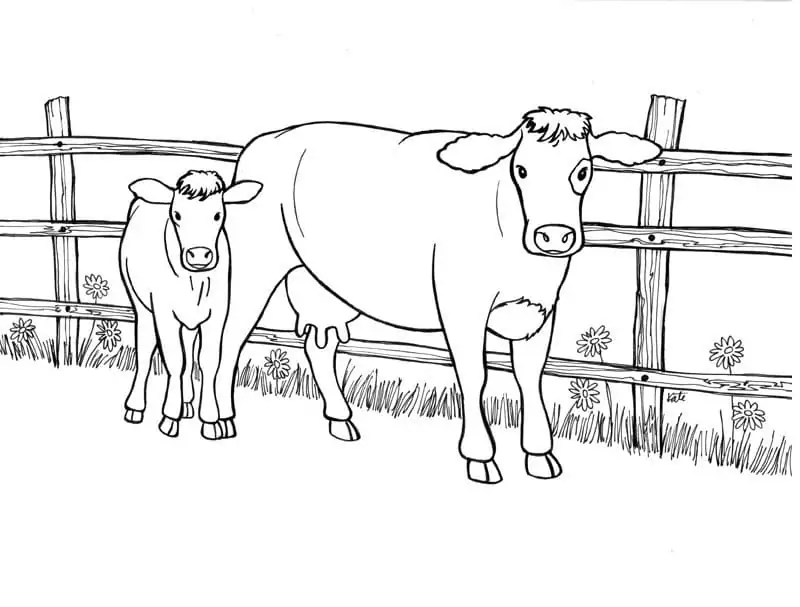 Cow and Calf 1