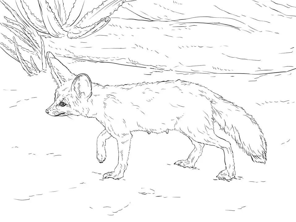 Curious Fennec Fox