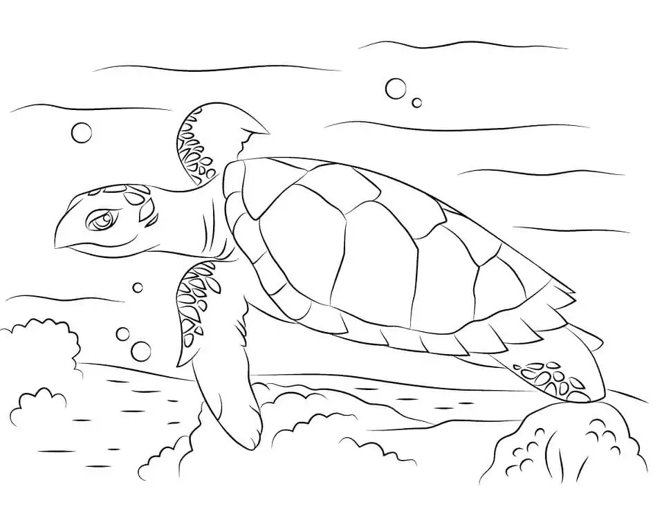 Cute Hawksbill Sea Turtle