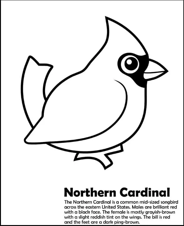 Cute Northern Cardinal