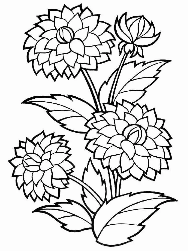 Dahlia Flowers to Print