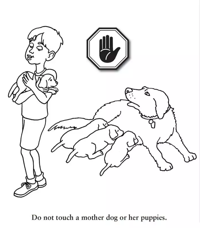 Dog Safety 3