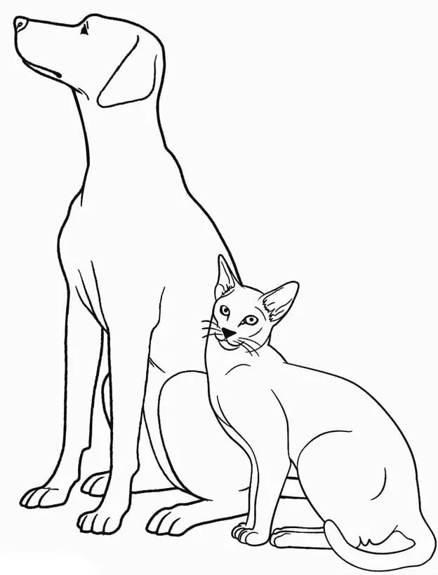 Dog and Cat for Kids