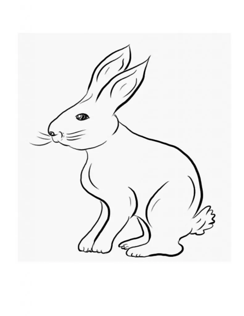 Zeichnung von Kaninchen