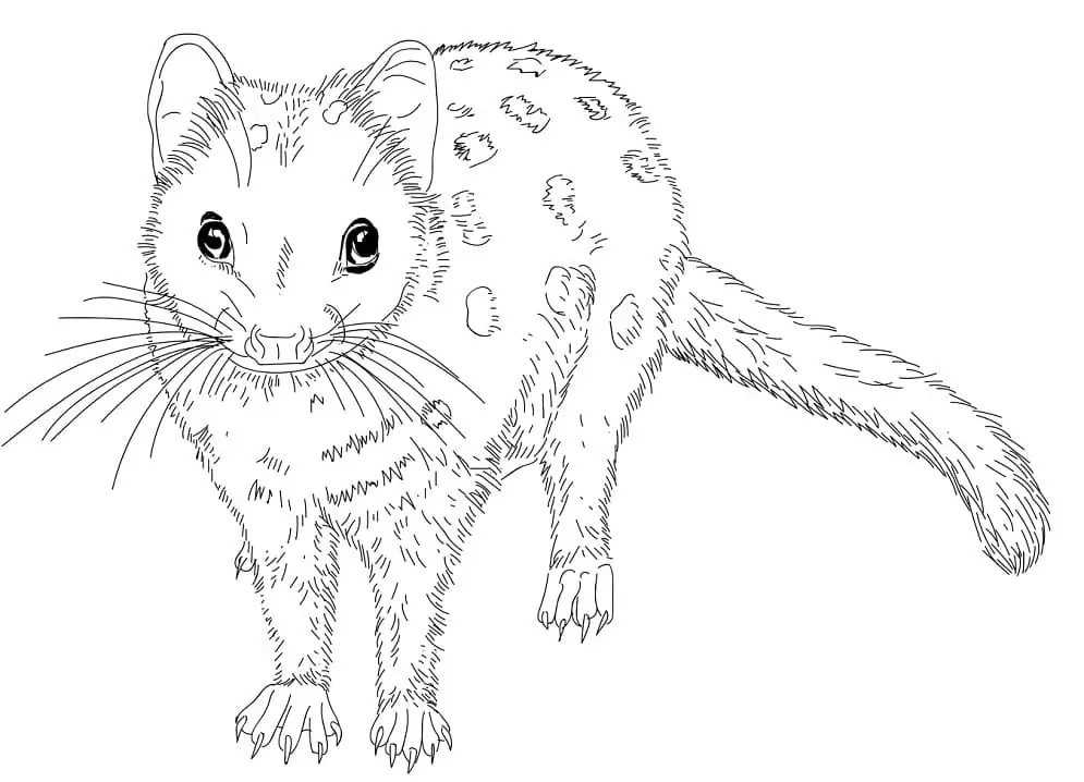 Eastern Quoll 1