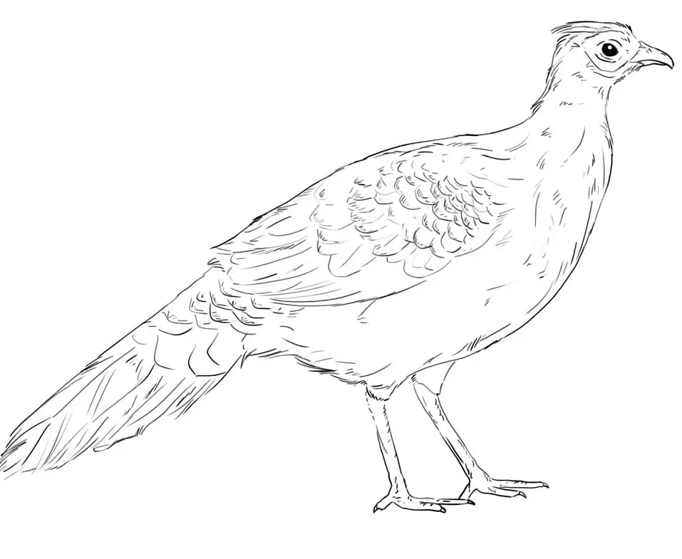 Adorable Pheasant Coloring Page - Free Printable Coloring Pages for Kids