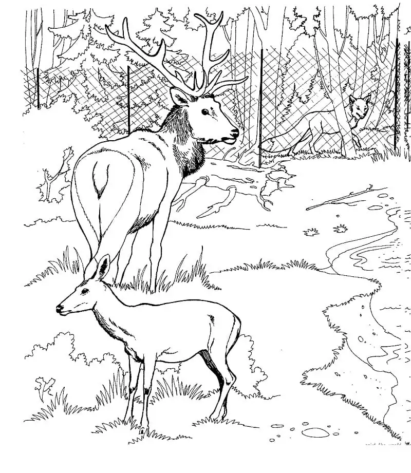 Elk and Roe Deer in a Zoo
