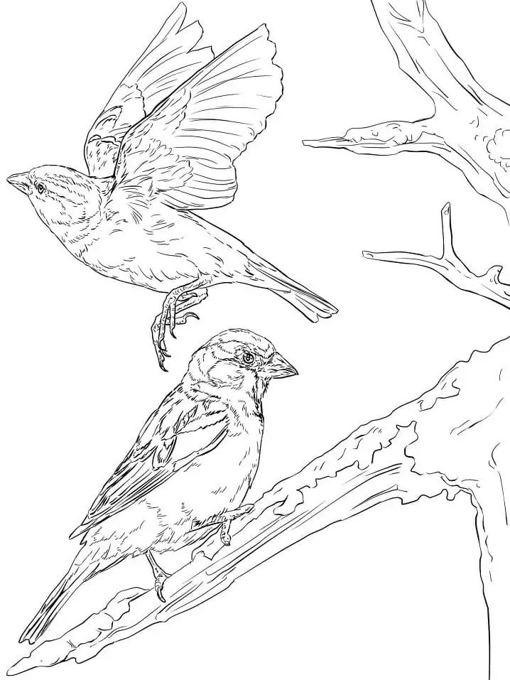 English Sparrows