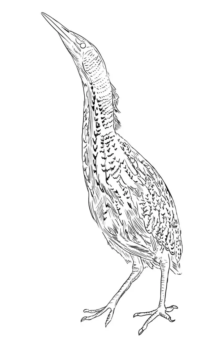 Eurasian Bittern