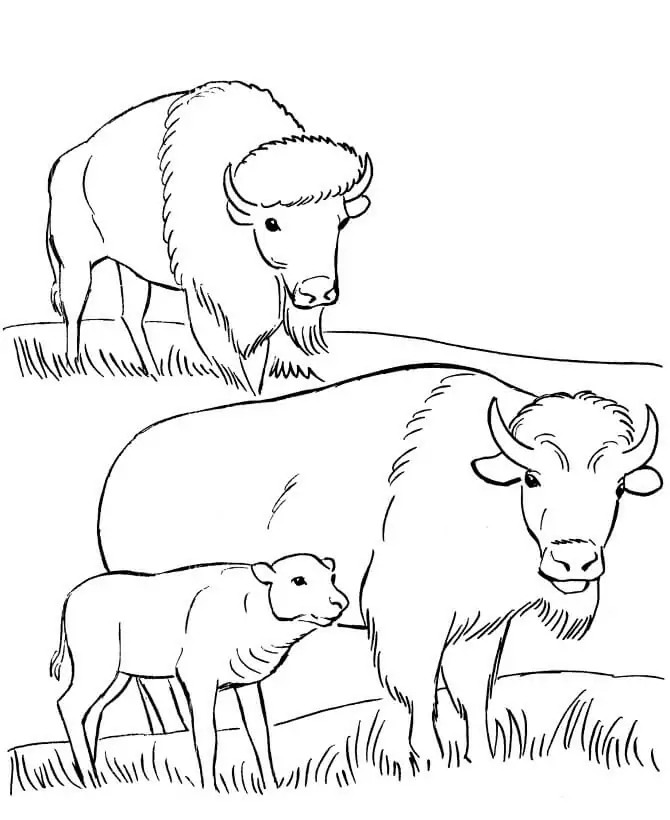 Family Bison