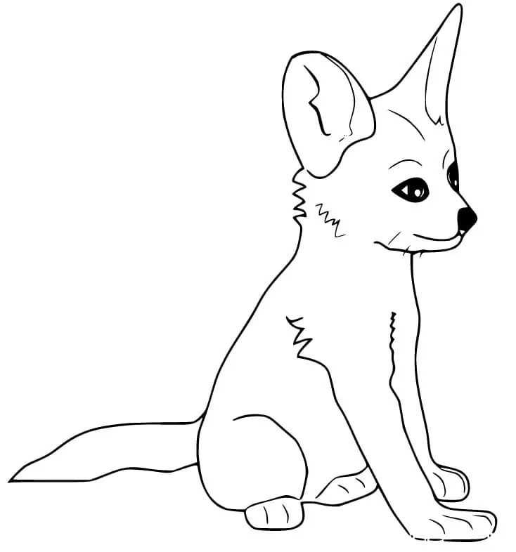 Fennec Fox Cute