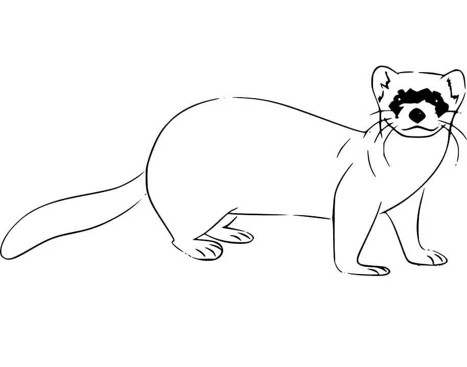 13+ Ferret Coloring Pages