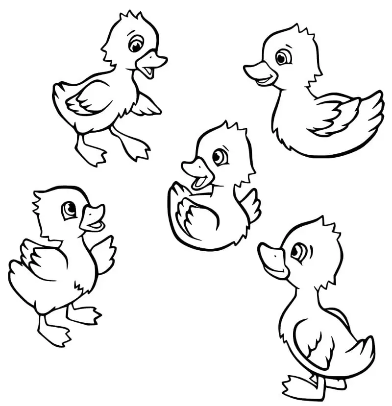 Five Ducklings