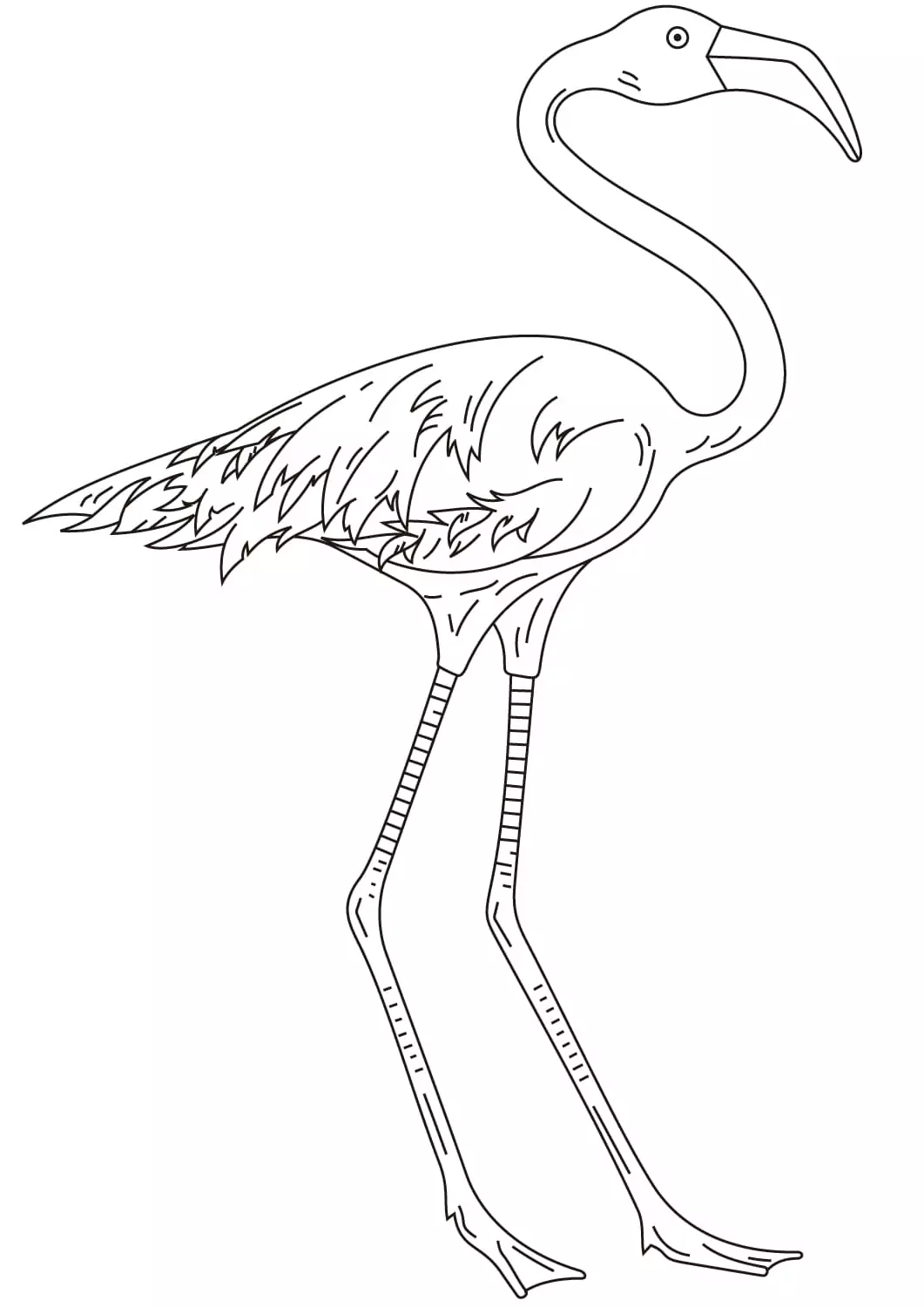 Flamingo with long leg