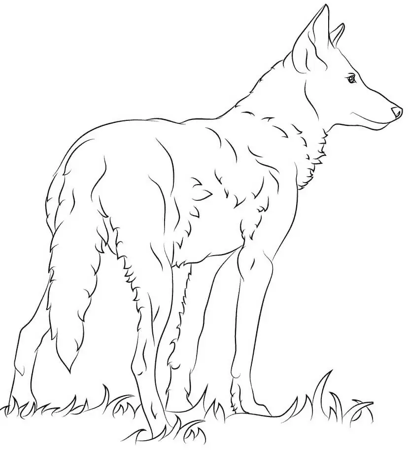 Florida Roter Wolf