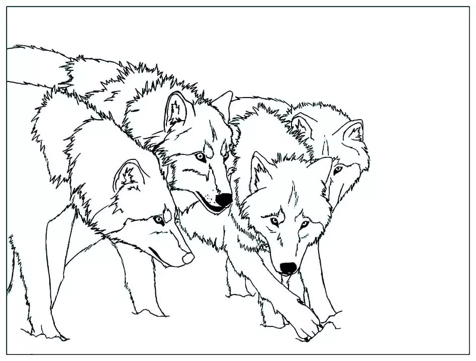Four Wolves Coloring Page - Free Printable Coloring Pages for Kids